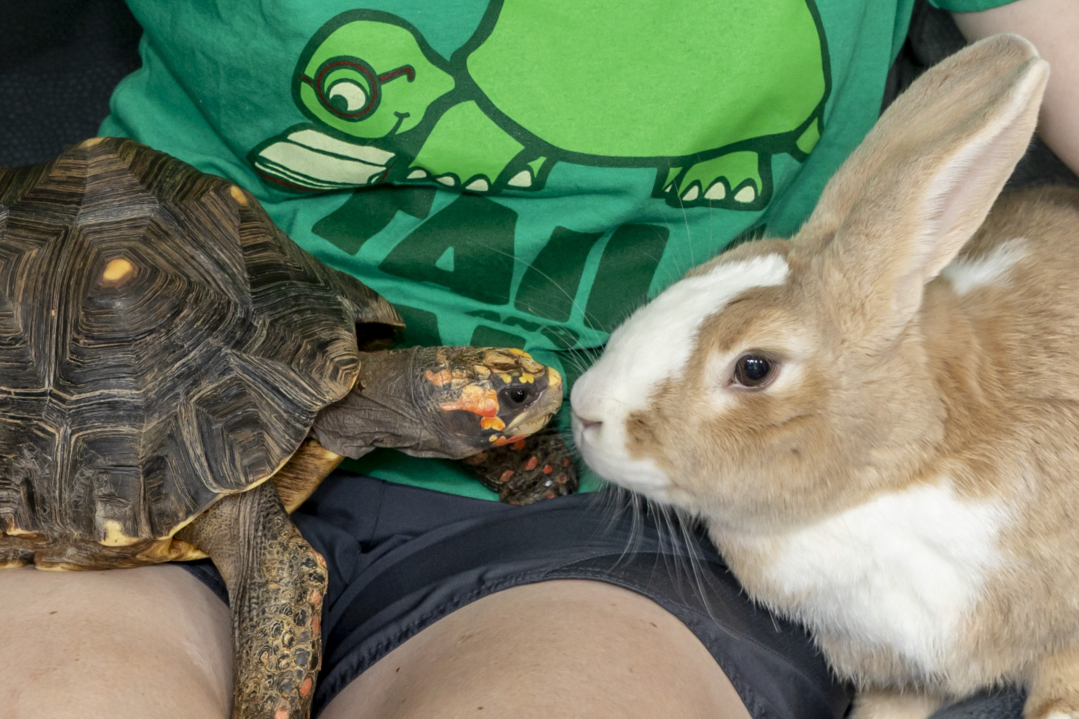 Librarian with live tortoise and hare