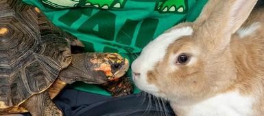 Tails & Tales - An Animal Themed Summer Reading Opportunity!