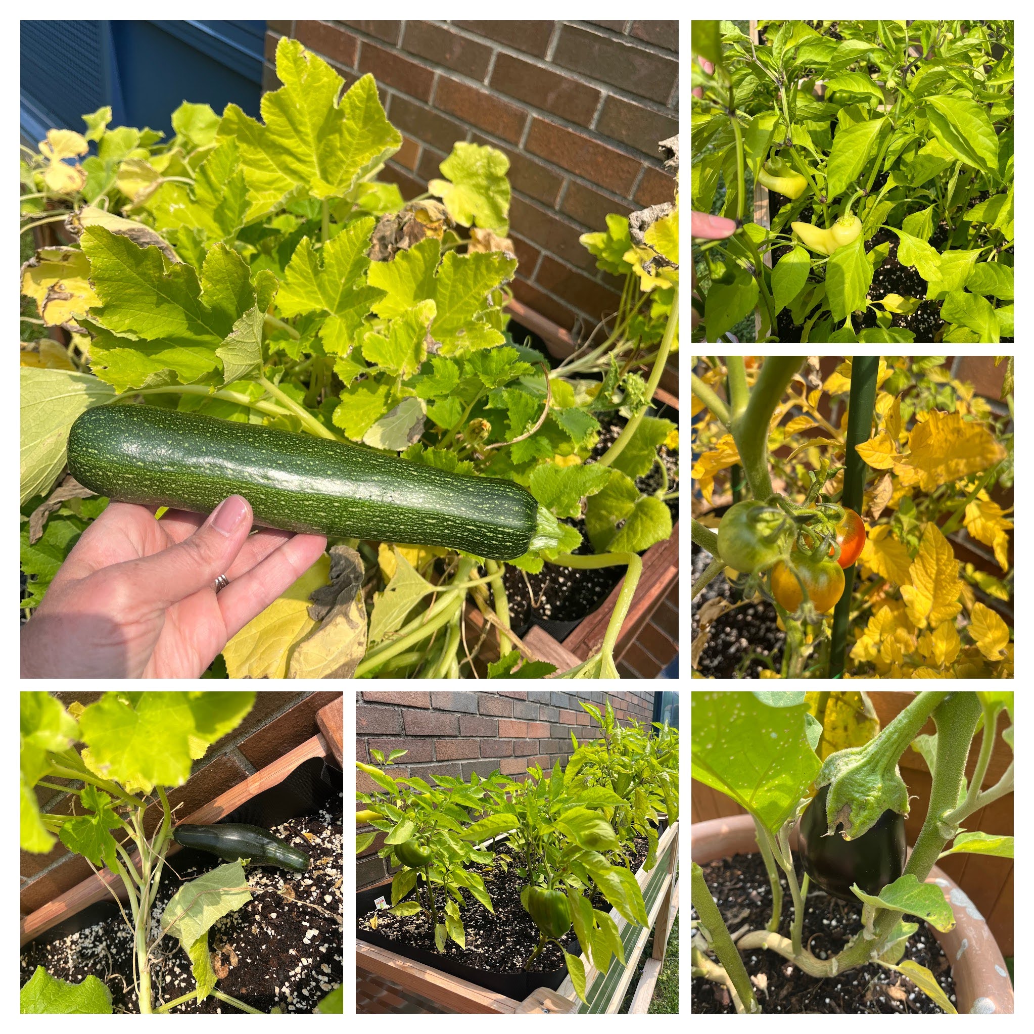 Various images featuring vegetation from community garden