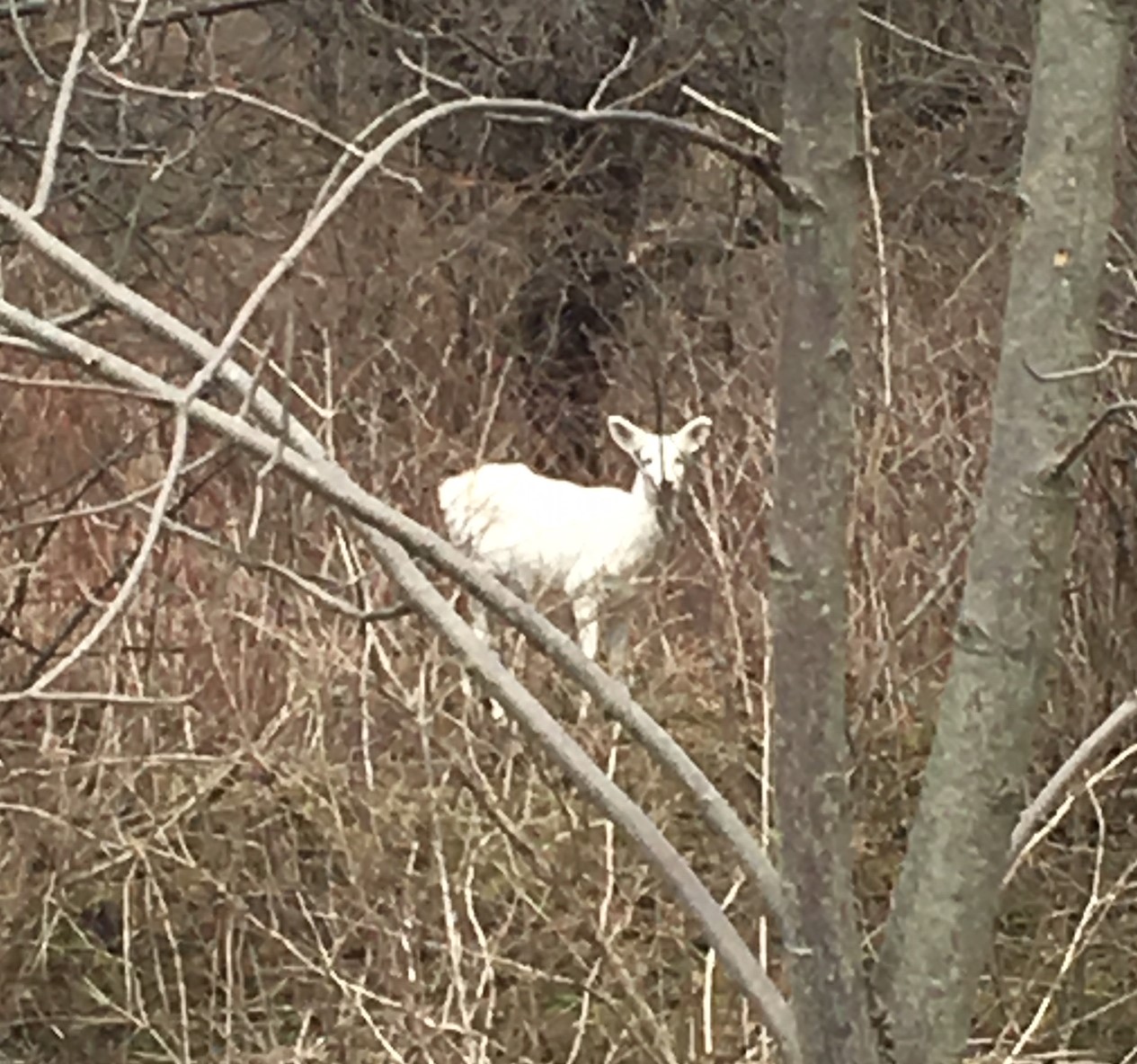 white-tailed deer in the woods